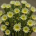 Echinopsis subdenudata