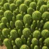 Echinocactus polycephalus