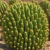 Echinocactus platyacanthus