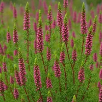 Erica carnea 'Atrorubra'