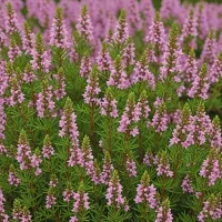Erica carnea 'Queen Mary'