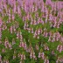 Erica carnea 'Queen Mary'