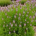 Erica vagans 'Nana'