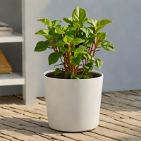 Elho Circular Self-Watering Plant Pot