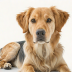 Excelerated Learning: Discover Your Dog's Potential