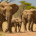 Elephant Crisis Fund