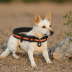 EzyDog D1 Soft Dog Collar