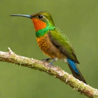 Fire-throated Metaltail