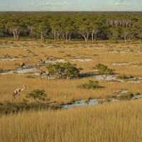 Florida Dry Prairie