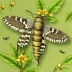 Five-spotted hawk-moth