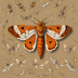 Fox moth