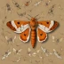 Fox moth