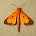 Flame shoulder moth