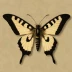 Funeral dagger moth