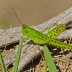 Four-spotted Grasshopper (Phlibostroma quadrimaculatum)