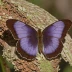 Florida Purplewing