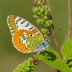 Falcate Orangetip
