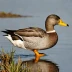 Falkland Steamer Duck