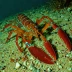 Florida deepsea lobster (Nephropsis aculeata)