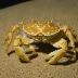 Flower Moon Crab