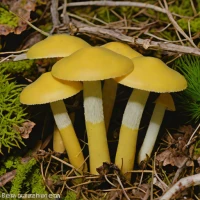 Floccularia Luteovirens