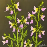 Fireweed Evening Primrose