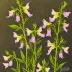 Fireweed Evening Primrose