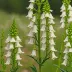 Foxglove Beardtongue