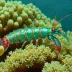False Mantis Shrimp