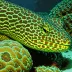 Fine-spotted moray