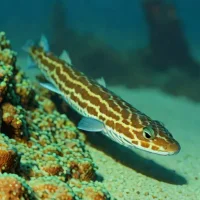 Finespotted pike conger