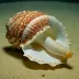 Fighting Conch (Lobatus pugilis)