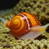 Flame Auger (Terebra flammea)