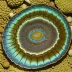 Flat Abalone (Haliotis walallensis)