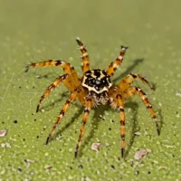 Four-spot Orbweaver (Araneus quadratus)