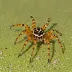 Four-spot Orbweaver (Araneus quadratus)