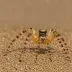 Furrow Spider (Larinioides cornutus)