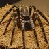 Funnel Web Tarantula (Hexura picea)
