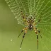 Feather-legged Lace Weaver (Uloborus walckenaerius)
