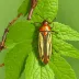 Flatheaded Apple Tree Borer