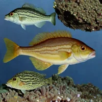 Flatnose Codling