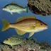 Flatnose Codling
