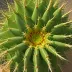 Ferocactus rectispinus (Straight-Spined Barrel)
