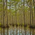 Four Holes Swamp