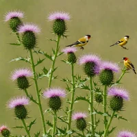 Field Thistle
