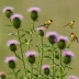 Field Thistle