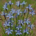 Fringed Gentian