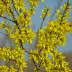 Forsythia suspensa