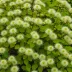 Fothergilla major