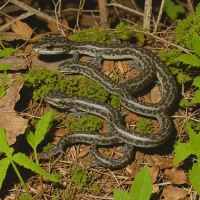Fourche Mountain Salamander